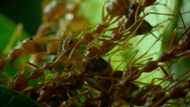 Μυρμήγκια Των Κοντινών Υφαντών Χτίζουν Φωλιά Φύλλα Δέντρων Χωράφια Τσιανγκμάι — Αρχείο Βίντεο