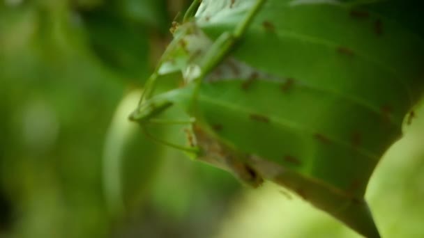 Formigas Tecelãs Close Estão Construindo Ninho Por Folhas Árvores Terras — Vídeo de Stock
