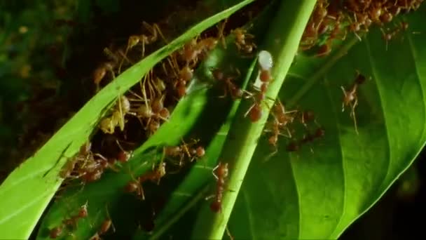 Hormigas Tejedoras Primer Plano Están Construyendo Nido Por Hojas Árboles — Vídeos de Stock