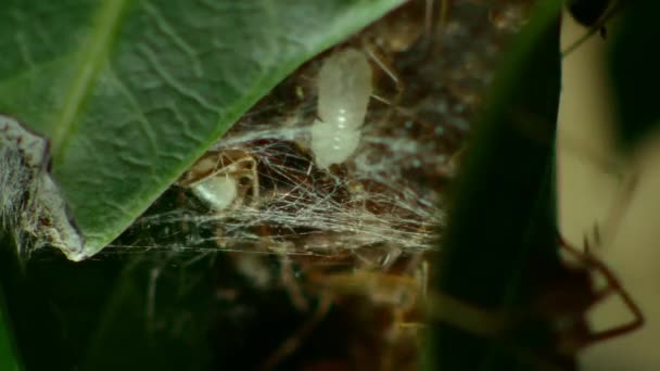 Yakın Dokumacı Karıncalar Ağaç Yaprakları Tarım Alanları Chiangmai Tayland Yuva — Stok video
