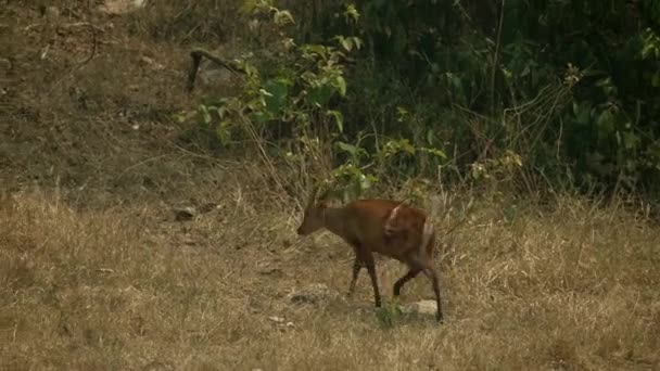 野生の鹿の鹿の戦い傷体の上を歩く長い草でHuai Kha Kheng野生動物保護区 — ストック動画