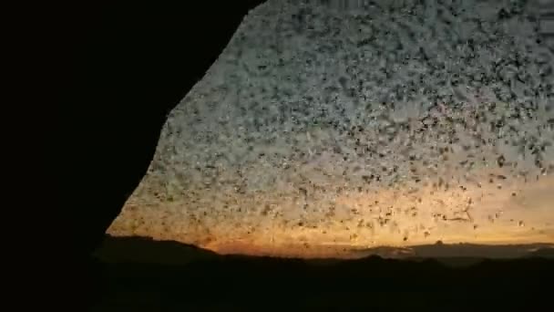 Colonna Pipistrelli Dalle Labbra Rugose Tadarida Plicata Lasciando Loro Grotta — Video Stock