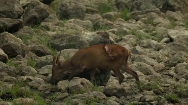Vahşi Geyik Tayland Daki Huai Kha Khaeng Vahşi Yaşam Sığınağı — Stok video