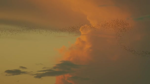 Colonna Pipistrelli Dalle Labbra Rugose Tadarida Plicata Lasciando Loro Grotta — Video Stock