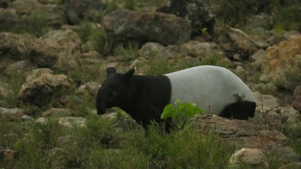 Tapir Malese Formica Malese Rilassante Una Zona Conservazione Huai Kha — Video Stock