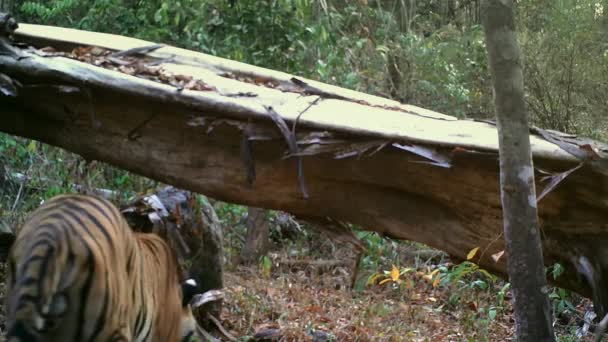 Una Tigre Selvaggia Che Cammina Verso Telecamera Huai Kha Khaeng — Video Stock