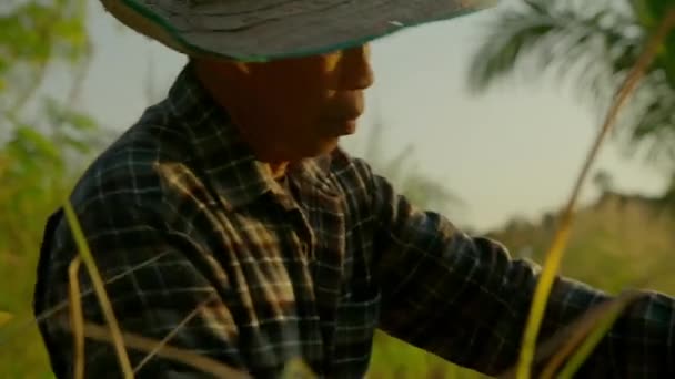 Nov 2019 Agricultor Cosechando Campo Arroz Dorado Chiang Mai Tailandia — Vídeos de Stock