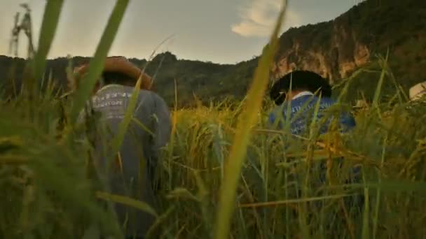 Nov 2019 Récolte Fermiers Dans Une Rizière Dorée Chiang Mai — Video