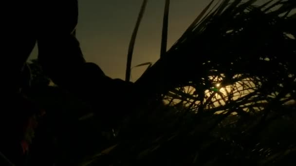 Lis 2019 Rolnicy Zbierający Plony Złotym Polu Ryżu Chiang Mai — Wideo stockowe