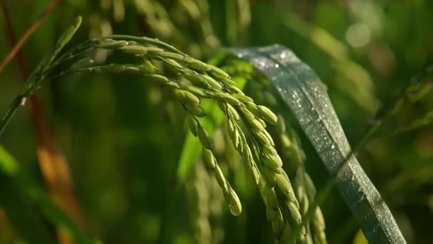 Closeup Vörös Szitakötő Levelek Rizs Növények Rizsföldek Észak Thaiföldön Segít — Stock videók