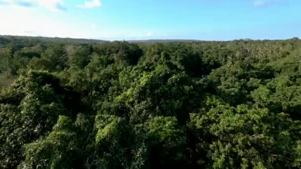 Luftaufnahme Des Tropischen Paradieses Exotische Insel Mit Kiefern Bedeckt Mit — Stockvideo