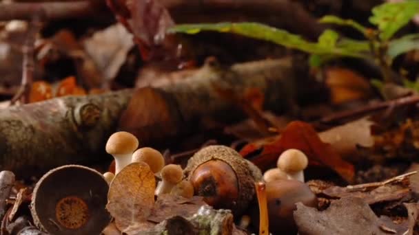 Timelapse Champiñones Creciendo Gran Bosque Selvático — Vídeo de stock