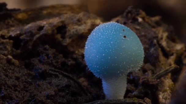 Timelapse Funghi Crescere Nella Grande Foresta Della Giungla — Video Stock