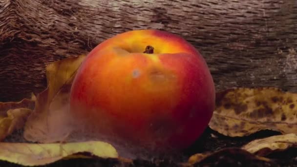 Timelapse Fruits Decomposing Rotting Getting Spoiled Mold Growing Fungi Role — Stock Video