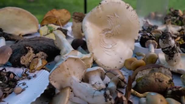 Composição Outono Outono Vários Tipos Cogumelos Crus Florestais Mesa Rústica — Vídeo de Stock