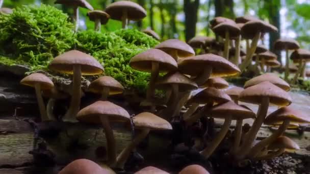 Timelapse Champiñones Creciendo Gran Bosque Selvático — Vídeos de Stock