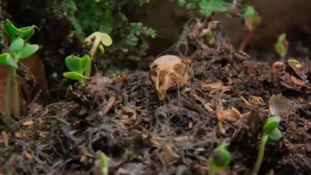 Timelapse Decompose Dead Dying Organisms Fungi Inglés Papel Los Hongos — Vídeos de Stock