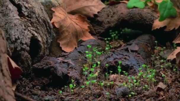 Timelapse Cogumelos Crescer Floresta Grande Selva — Vídeo de Stock