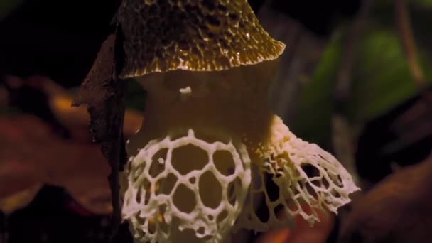 Timelapse Mushrooms Growing Big Jungle Forest — Stock Video