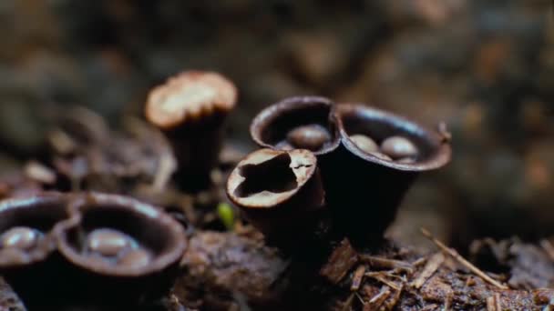 Zeitraffer Wachsen Pilze Großen Dschungel — Stockvideo
