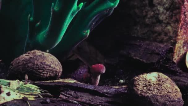 Timelapse Mushrooms Growing Big Jungle Forest — Stock Video