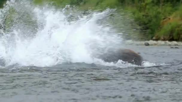 Urso Marrom Caça Salmão Correndo Pulando Água Península Kamchatka Extremo — Vídeo de Stock