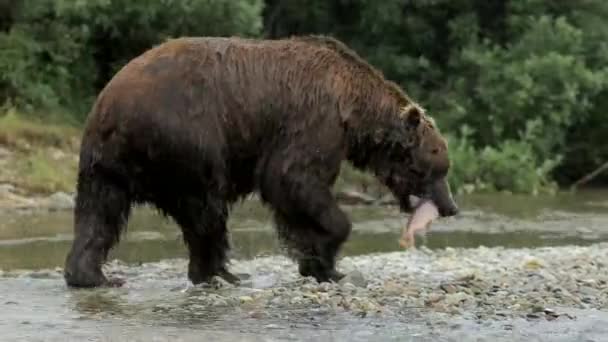 Urso Marrom Caça Salmão Correndo Pulando Água Península Kamchatka Extremo — Vídeo de Stock