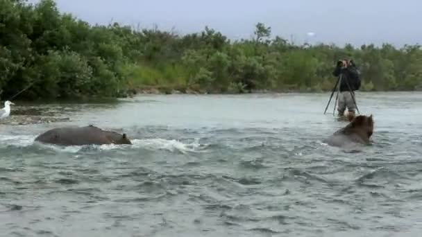 2018 Photographer Observing Large Brown Bear Ursus Arctos Hunting Sockeye — 비디오