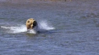 Kahverengi ayı, Rusya 'nın uzak doğusundaki Kamçatka Yarımadası' nda somon avlamak, koşmak ve suya atlamak için yavaş çekim yapar..