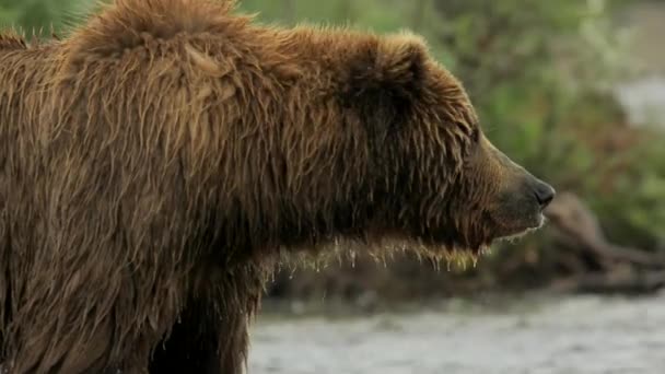 Zblízka Medvěd Hnědý Medvěd Grizzly Pózuje Pro Kameru Lesích Aljašky — Stock video