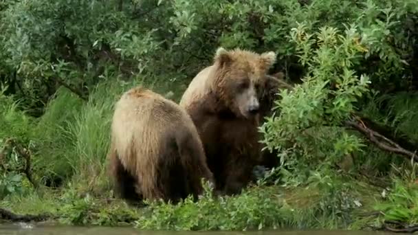 クローズアップ茶色のクマ グリズリークマ アラスカ 米国の森の中でカメラのポーズ — ストック動画