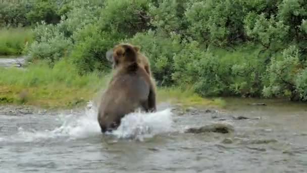 Καφέ Αρκούδα Κυνηγά Σολομό Τρέχει Και Πηδάει Στο Νερό Στη — Αρχείο Βίντεο