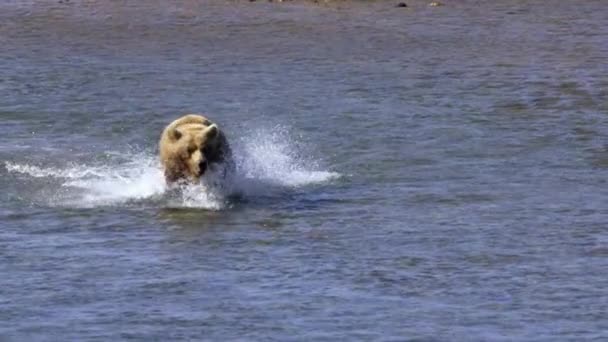 Zeitlupe Der Braunbärenjagd Auf Lachse Laufen Und Springen Wasser Halbinsel — Stockvideo