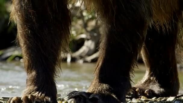 クローズアップ茶色のクマ グリズリークマ アラスカ 米国の森の中でカメラのポーズ — ストック動画