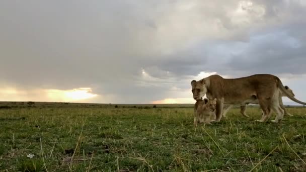 Aslan Yavruları Çok Şakacı Oluyorlar Afrika Vahşi Yaşam Safarisi Masai — Stok video