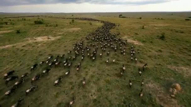 Migración Ñus Masai Mara Kenia África — Vídeo de stock
