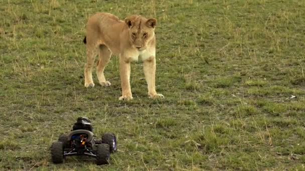 Juli 2018 Löwe Spielt Mit Ferngesteuertem Auto Masai Mara National — Stockvideo