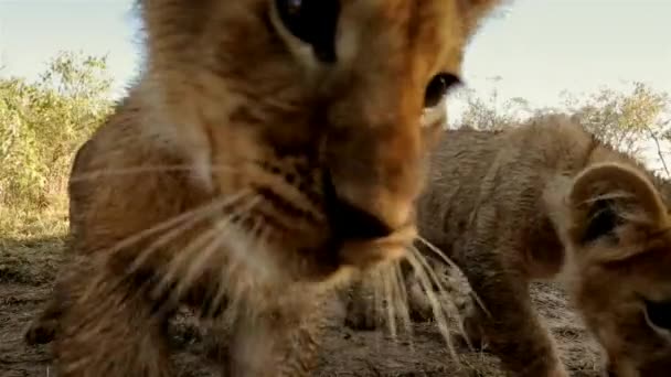狮子的幼崽非常爱玩 非洲肯尼亚Masai Mara国家保护区内的非洲野生动物狩猎活动 — 图库视频影像