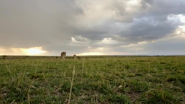 Aslanlar Masai Mara Ulusal Parkı Nda Yürüyor Kenya Afrika — Stok video