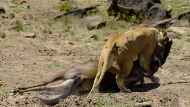 Leeuwen Slepen Gnoes Vlaktes Van Afrika Masai Mara National Reserve — Stockvideo