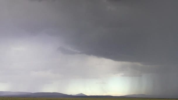 Wildebeest Pastando Con Lluvia Fondo Reserva Caza Masai Mara Kenia — Vídeos de Stock