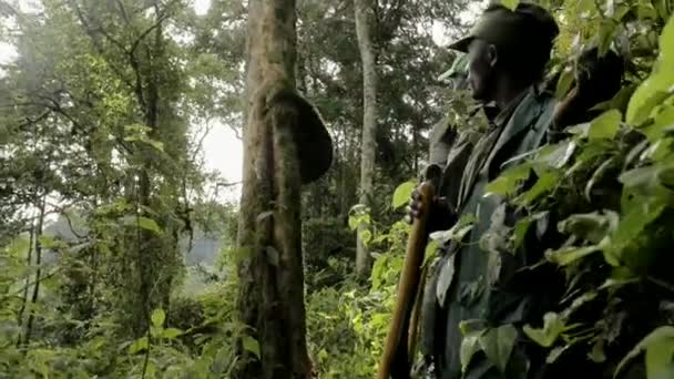 Aug 2018 Bwindi Impenetrable Forest Uganda Nemzeti Parkjában Hegyi Gorillák — Stock videók