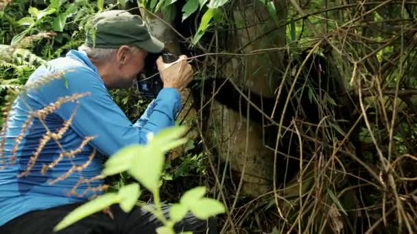 Ago 2018 Turista Faz Fotos Gorila Montanha Parque Nacional Impenetrável — Vídeo de Stock