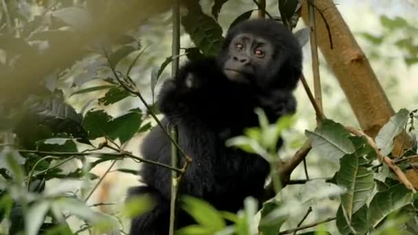 Gorila Montaña Impenetrable Bosque Del Parque Nacional Bwindi Uganda África — Vídeo de stock