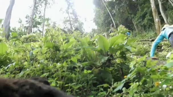 Aug 2018 Tourist Getting Close Encounter Habituated Wild Mountain Gorillas — Stock Video