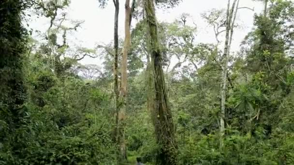 Aug 2018 Kamera Podążająca Przewodnikami Strażnikami Przez Gęstą Ścieżkę Dżungli — Wideo stockowe