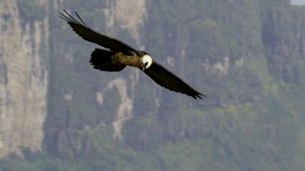 Abutre Barbudo Voando Sobre Parque Nacional Das Montanhas Simien Etiópia — Vídeo de Stock