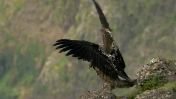 Bartgeier Und Gänsegeier Sitzen Auf Klippen Simien Mountains National Park — Stockvideo