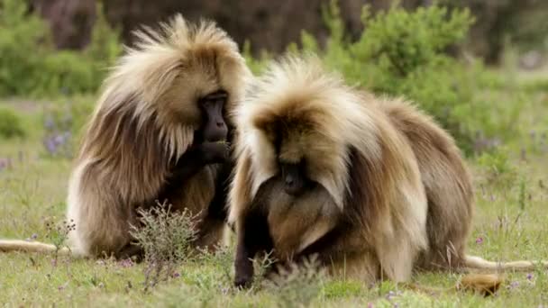 Primer Plano Del Gran Gelada Baboon Pastando Parque Nacional Simien — Vídeo de stock