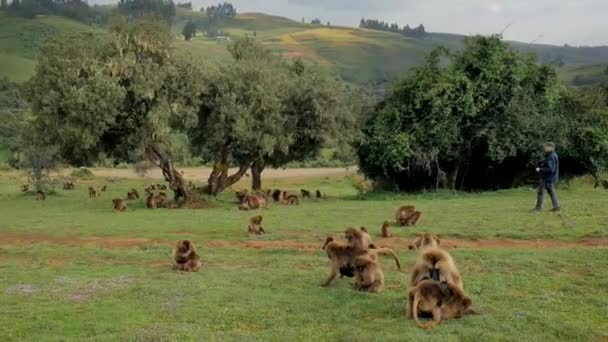 Aug 2018 Turist Fotoğrafları Etiyopya Daki Simien Ulusal Parkı Ndaki — Stok video